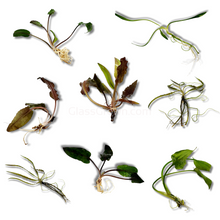 Load image into Gallery viewer, Grower's Choice Cryptocoryne (6 Plants)-Aquatic Plants-Glass Grown-6x Plants-Glass Grown Aquatics-Aquarium live fish plants, decor