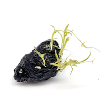 Load image into Gallery viewer, Dwarf Aquarium Lily Bulb-Aquatic Plants-Glass Grown-Glass Grown Aquatics-Aquarium live fish plants, decor