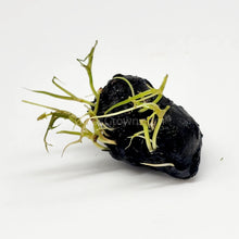 Load image into Gallery viewer, Dwarf Aquarium Lily Bulb-Aquatic Plants-Glass Grown-Glass Grown Aquatics-Aquarium live fish plants, decor