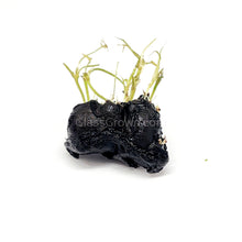 Load image into Gallery viewer, Dwarf Aquarium Lily Bulb-Aquatic Plants-Glass Grown-Glass Grown Aquatics-Aquarium live fish plants, decor