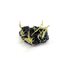 Load image into Gallery viewer, Dwarf Aquarium Lily Bulb-Aquatic Plants-Glass Grown-Glass Grown Aquatics-Aquarium live fish plants, decor