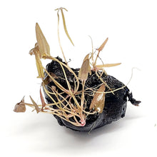 Load image into Gallery viewer, Dwarf Aquarium Lily Bulb-Aquatic Plants-Glass Grown-Glass Grown Aquatics-Aquarium live fish plants, decor