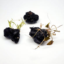 Load image into Gallery viewer, Dwarf Aquarium Lily Bulb-Aquatic Plants-Glass Grown-Glass Grown Aquatics-Aquarium live fish plants, decor