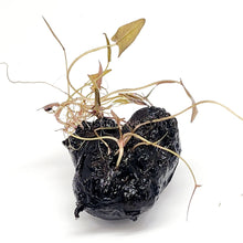 Load image into Gallery viewer, Dwarf Aquarium Lily Bulb-Aquatic Plants-Glass Grown-Glass Grown Aquatics-Aquarium live fish plants, decor