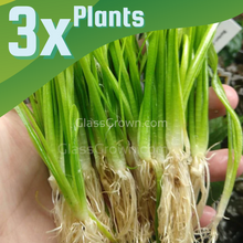 Load image into Gallery viewer, Narrowleaf Sagittaria Subulata 3x Plants-Aquatic Plants-Glass Grown-Glass Grown Aquatics-Aquarium live fish plants, decor