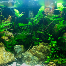 Load image into Gallery viewer, Done For You Plant Package, 12 Full Size (No Co2 Required)-Aquatic Plants-Glass Grown Aquatics-12 Plants-Glass Grown Aquatics-Aquarium live fish plants, decor
