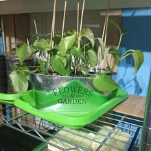 Load image into Gallery viewer, 'Neon' Pothos Rooted Stems or Pots-Potted Houseplants-Glass Grown-Single Bare-Root Stem-Glass Grown Aquatics-Aquarium live fish plants, decor