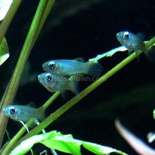 Load image into Gallery viewer, Norman's Lampeye Killifish 6x-Live Animals-Glass Grown Aquatics-School of 6-Glass Grown Aquatics-Aquarium live fish plants, decor