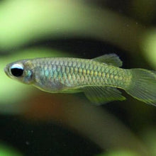 Load image into Gallery viewer, Norman's Lampeye Killifish 6x-Live Animals-Glass Grown Aquatics-School of 6-Glass Grown Aquatics-Aquarium live fish plants, decor