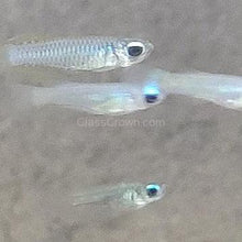 Load image into Gallery viewer, Norman's Lampeye Killifish 6x-Live Animals-Glass Grown Aquatics-School of 6-Glass Grown Aquatics-Aquarium live fish plants, decor