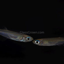 Load image into Gallery viewer, Norman's Lampeye Killifish 6x-Live Animals-Glass Grown Aquatics-School of 6-Glass Grown Aquatics-Aquarium live fish plants, decor