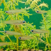 Load image into Gallery viewer, Norman's Lampeye Killifish 6x-Live Animals-Glass Grown Aquatics-School of 6-Glass Grown Aquatics-Aquarium live fish plants, decor