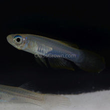 Load image into Gallery viewer, Norman's Lampeye Killifish 6x-Live Animals-Glass Grown Aquatics-School of 6-Glass Grown Aquatics-Aquarium live fish plants, decor