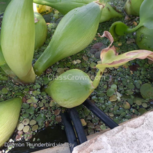 Load image into Gallery viewer, 1 CENT SAMPLE 2oz Mystery Floaters Sample-Aquatic Plants-Glass Grown-Glass Grown Aquatics-Aquarium live fish plants, decor