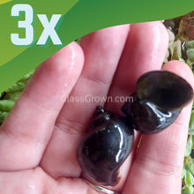 Load image into Gallery viewer, Onyx Mystery Snail-Live Animals-Glass Grown-Pack of Three Snails-Glass Grown Aquatics-Aquarium live fish plants, decor
