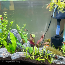 Load image into Gallery viewer, Oriental Sword Plant-Aquatic Plants-Glass Grown-Glass Grown Aquatics-Aquarium live fish plants, decor