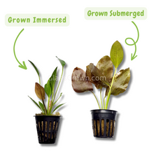 Load image into Gallery viewer, Potted Red Speckled Ozelot Sword-Aquatic Plants-Glass Grown-Glass Grown Aquatics-Aquarium live fish plants, decor
