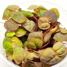 Load image into Gallery viewer, Red Root Floaters 4 oz portion-Aquatic Plants-Glass Grown-Glass Grown Aquatics-Aquarium live fish plants, decor