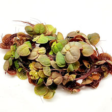 Load image into Gallery viewer, Red Root Floaters 4 oz portion-Aquatic Plants-Glass Grown-Glass Grown Aquatics-Aquarium live fish plants, decor
