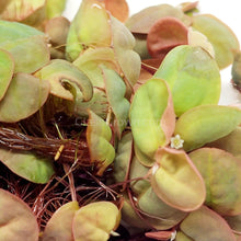 Load image into Gallery viewer, Red Root Floaters 4 oz portion-Aquatic Plants-Glass Grown-Glass Grown Aquatics-Aquarium live fish plants, decor