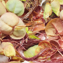 Load image into Gallery viewer, Red Root Floaters 4 oz portion-Aquatic Plants-Glass Grown-Glass Grown Aquatics-Aquarium live fish plants, decor