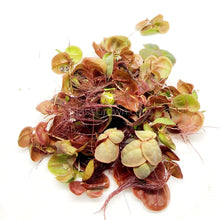 Load image into Gallery viewer, Red Root Floaters 4 oz portion-Aquatic Plants-Glass Grown-Glass Grown Aquatics-Aquarium live fish plants, decor