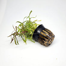 Load image into Gallery viewer, Potted Pogostemon Stellatus 'Octopus'-Aquatic Plants-Glass Grown Aquatics-Glass Grown Aquatics-Aquarium live fish plants, decor