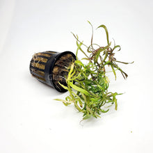 Load image into Gallery viewer, Potted Pogostemon Stellatus 'Octopus'-Aquatic Plants-Glass Grown Aquatics-Glass Grown Aquatics-Aquarium live fish plants, decor