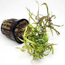 Load image into Gallery viewer, Potted Pogostemon Stellatus 'Octopus'-Aquatic Plants-Glass Grown Aquatics-Glass Grown Aquatics-Aquarium live fish plants, decor