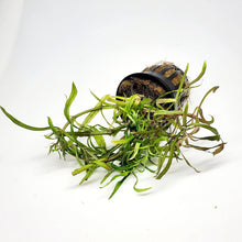 Load image into Gallery viewer, Potted Pogostemon Stellatus 'Octopus'-Aquatic Plants-Glass Grown Aquatics-Glass Grown Aquatics-Aquarium live fish plants, decor
