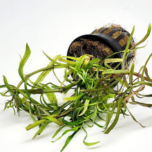 Load image into Gallery viewer, Potted Pogostemon Stellatus 'Octopus'-Aquatic Plants-Glass Grown Aquatics-Glass Grown Aquatics-Aquarium live fish plants, decor