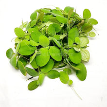 Load image into Gallery viewer, Dwarf Water Lettuce 4 oz portion-Aquatic Plants-Glass Grown-Glass Grown Aquatics-Aquarium live fish plants, decor