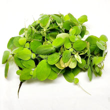 Load image into Gallery viewer, Dwarf Water Lettuce 4 oz portion-Aquatic Plants-Glass Grown-Glass Grown Aquatics-Aquarium live fish plants, decor