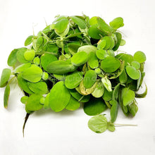 Load image into Gallery viewer, Dwarf Water Lettuce 4 oz portion-Aquatic Plants-Glass Grown-Glass Grown Aquatics-Aquarium live fish plants, decor