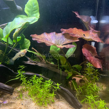 Load image into Gallery viewer, Pearlweed 3-10 Pots-Aquatic Plants-Glass Grown-3x Pots-Glass Grown Aquatics-Aquarium live fish plants, decor
