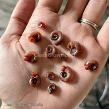 Load image into Gallery viewer, Pink Pearl Ramshorn 10+ Snails-Live Animals-Glass Grown-Glass Grown Aquatics-Aquarium live fish plants, decor