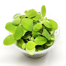 Load image into Gallery viewer, Dwarf Water Lettuce 4 oz portion-Aquatic Plants-Glass Grown-Glass Grown Aquatics-Aquarium live fish plants, decor