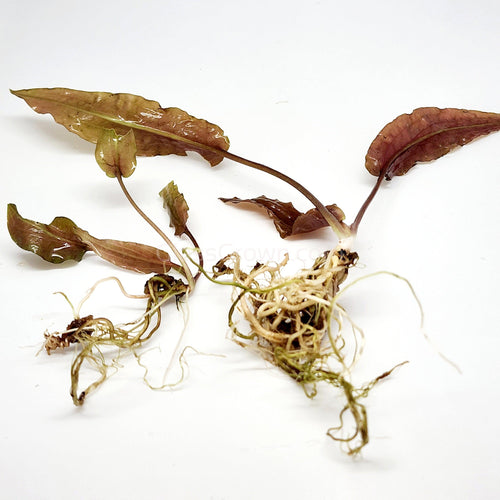 Cryptocoryne ' Mi Oya'-Aquatic Plants-Glass Grown-Glass Grown Aquatics-Aquarium live fish plants, decor