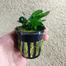 Load image into Gallery viewer, Anubias Barteri 3-10 Pots-Aquatic Plants-Glass Grown-3x Pots-Glass Grown Aquatics-Aquarium live fish plants, decor