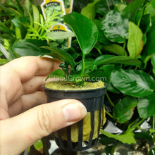 Load image into Gallery viewer, Anubias Barteri 3-10 Pots-Aquatic Plants-Glass Grown-3x Pots-Glass Grown Aquatics-Aquarium live fish plants, decor
