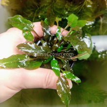 Load image into Gallery viewer, Cryptocoryne Wendtii Bronze Pots NYE-Aquatic Plants-Glass Grown-1 Pot-Glass Grown Aquatics-Aquarium live fish plants, decor