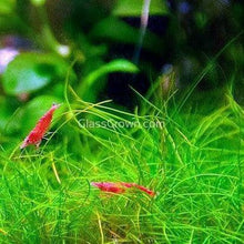 Load image into Gallery viewer, Dwarf Hairgrass 3-10 Pots-Aquatic Plants-Glass Grown Aquatics-3x Pots-Glass Grown Aquatics-Aquarium live fish plants, decor