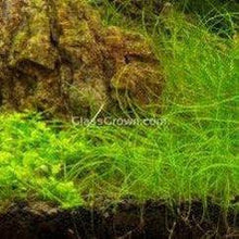 Load image into Gallery viewer, Dwarf Hairgrass 3-10 Pots-Aquatic Plants-Glass Grown Aquatics-3x Pots-Glass Grown Aquatics-Aquarium live fish plants, decor
