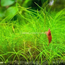 Load image into Gallery viewer, Dwarf Hairgrass 3-10 Pots-Aquatic Plants-Glass Grown Aquatics-3x Pots-Glass Grown Aquatics-Aquarium live fish plants, decor
