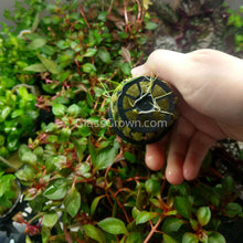 Load image into Gallery viewer, Dwarf Hairgrass 3-10 Pots-Aquatic Plants-Glass Grown Aquatics-3x Pots-Glass Grown Aquatics-Aquarium live fish plants, decor