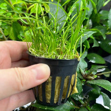 Load image into Gallery viewer, Grower’s Choice Sword Plant 3x Pack-Aquatic Plants-Glass Grown Aquatics-3x Pots-Glass Grown Aquatics-Aquarium live fish plants, decor