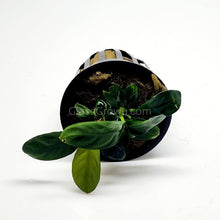 Load image into Gallery viewer, Potted Anubias Coffeefolia-Aquatic Plants-Glass Grown-Glass Grown Aquatics-Aquarium live fish plants, decor
