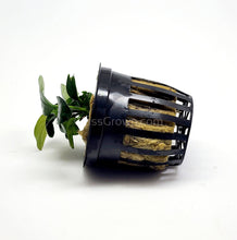 Load image into Gallery viewer, Potted Anubias Coffeefolia-Aquatic Plants-Glass Grown-Glass Grown Aquatics-Aquarium live fish plants, decor