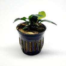 Load image into Gallery viewer, Potted Anubias Coffeefolia-Aquatic Plants-Glass Grown-Glass Grown Aquatics-Aquarium live fish plants, decor