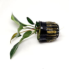 Load image into Gallery viewer, Potted Anubias Frazeri-Aquatic Plants-Glass Grown-Glass Grown Aquatics-Aquarium live fish plants, decor